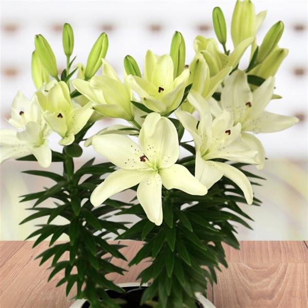Lilium 'Pura Puro' ~ Pura Puro Asiatic Lily-ServeScape