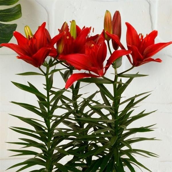 Lilium 'Tiny Ghost' ~ Tiny Ghost Asiatic Lily-ServeScape