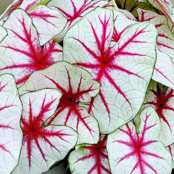 Caladium 'Fiesta' ~ Fiesta Caladium-ServeScape