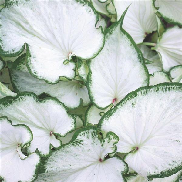 Caladium 'Icicle' ~ Icicle Caladium-ServeScape