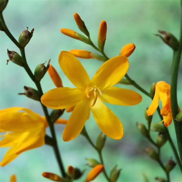 Crocosmia x crocosmiiflora 'Buttercup’ ~ Buttercup Crocosmia-ServeScape