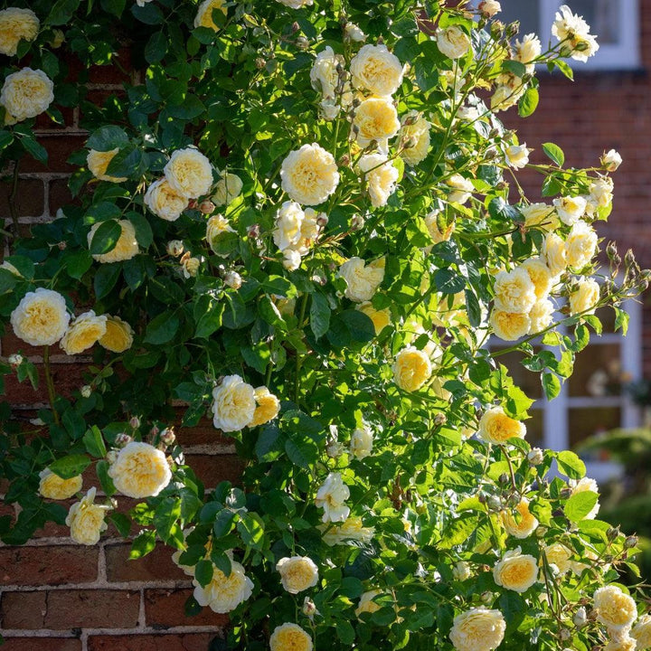 Rosa 'Auswalker' ~ The Pilgrim® Rose-ServeScape