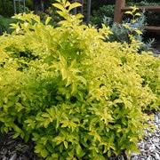 Duranta erecta 'Cuban Gold' ~ Cuban Gold Duranta-ServeScape