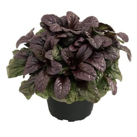 Ajuga reptans 'Espresso' ~ Best Buddies Espresso Ajuga-ServeScape