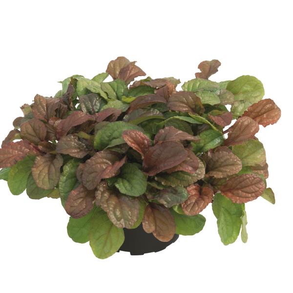 Ajuga reptans 'Toffee' ~ Best Buddies Toffee Ajuga-ServeScape
