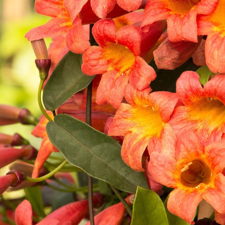 Bignonia capreolata 'Tangerine Beauty' ~ Monrovia® Tangerine Beauty Crossviine-ServeScape