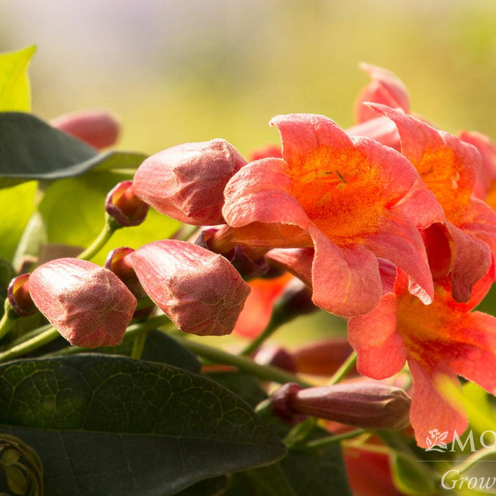 Bignonia capreolata 'Tangerine Beauty' ~ Monrovia® Tangerine Beauty Crossviine-ServeScape