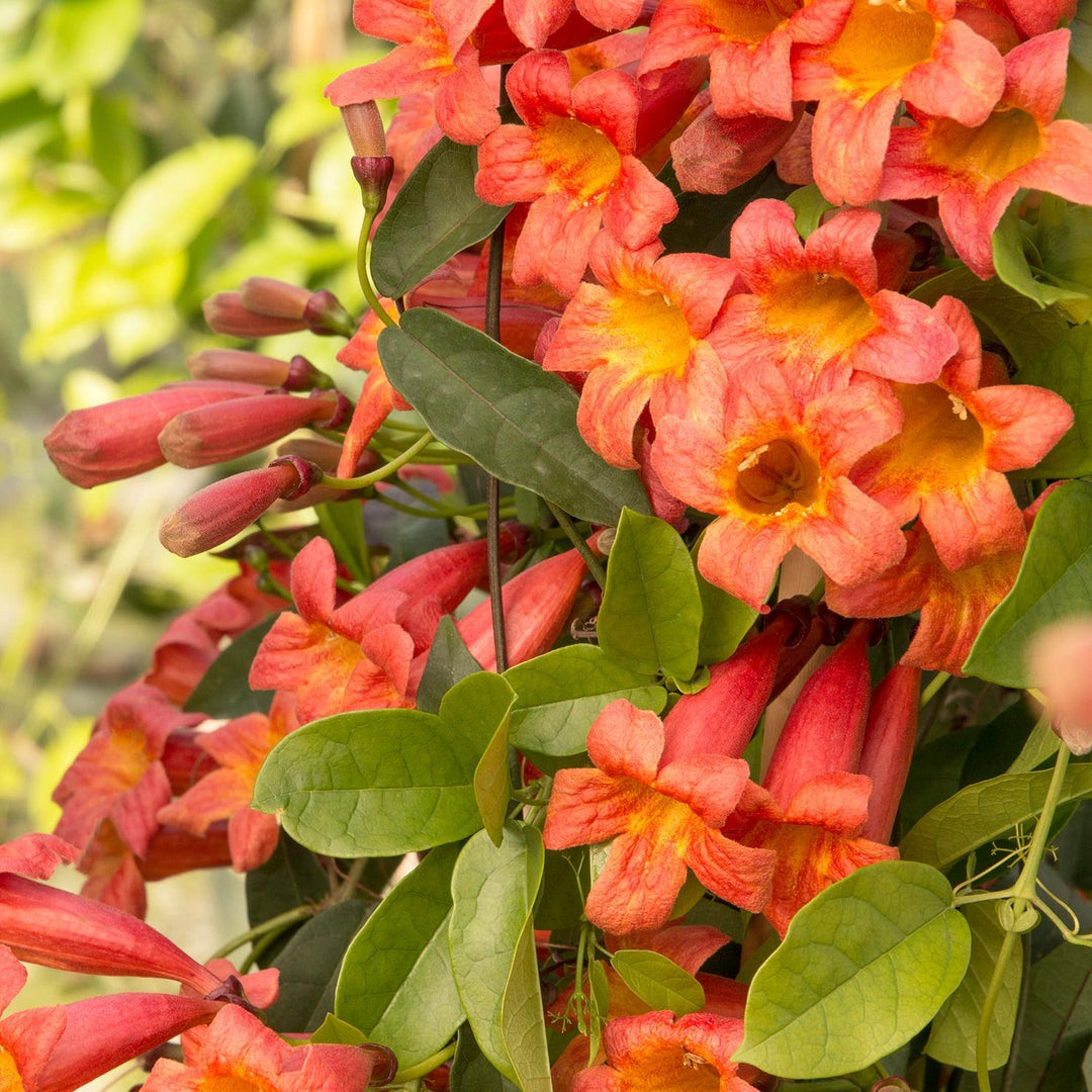 Bignonia capreolata 'Tangerine Beauty' ~ Monrovia® Tangerine Beauty Crossviine-ServeScape