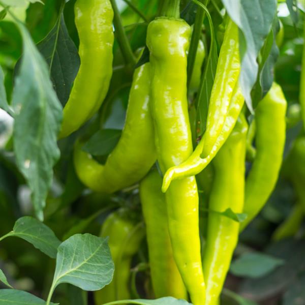 Capsicum annuum 'Hungarian Sweet Wax' ~ Hungarian Sweet Wax Pepper-ServeScape