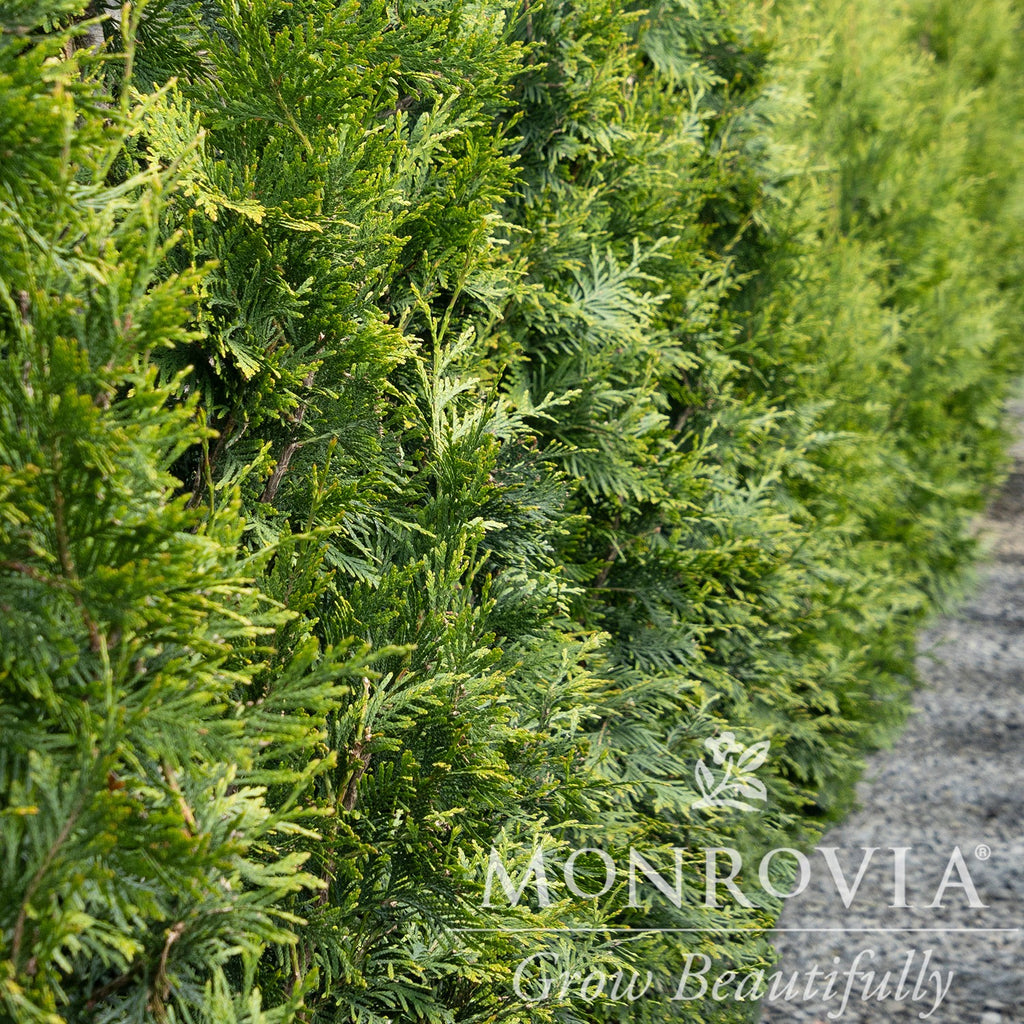 Evergreen Garden Border: 7 Shrubs and Plants for Year-Round Structure 8 Thuja Tiny Tower Green Giant Arborvitae
