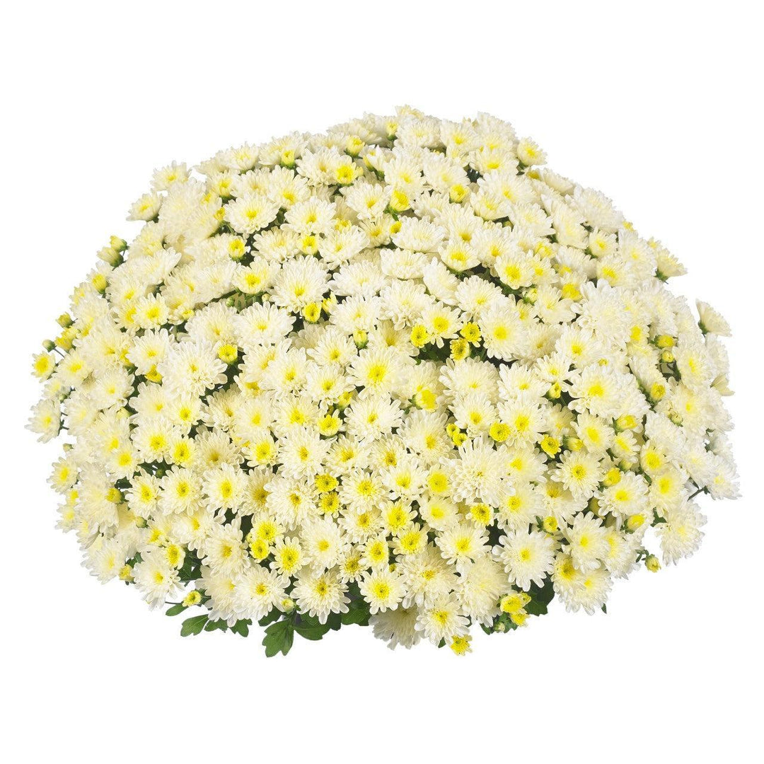 Chrysanthemum x morifolium 'Ditto White' ~ Ditto® White Mum-ServeScape