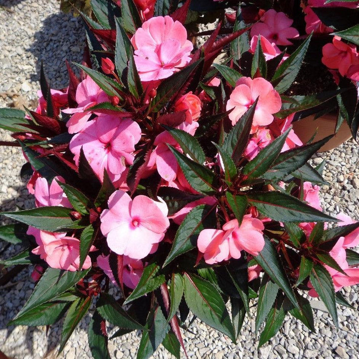 Impatiens hawkeri 'Magnum Pink' ~ Magnum Pink New Guinea Impatiens-ServeScape