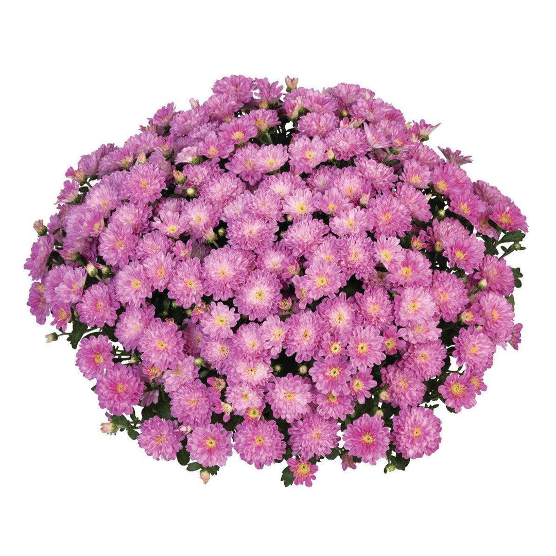 Chrysanthemum x morifolium 'Ditto Pink' ~ Ditto® Pink Mum-ServeScape