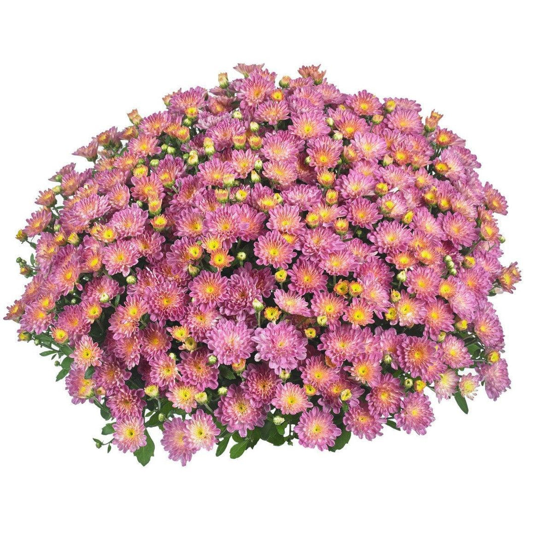 Chrysanthemum x morifolium 'Ditto Pink' ~ Ditto® Pink Mum-ServeScape