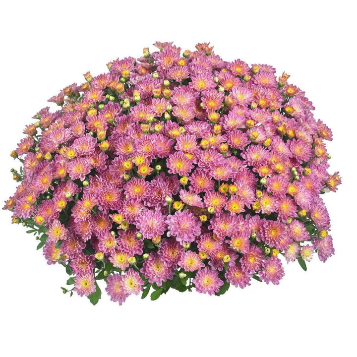 Chrysanthemum x morifolium 'Ditto Pink' ~ Ditto® Pink Mum-ServeScape