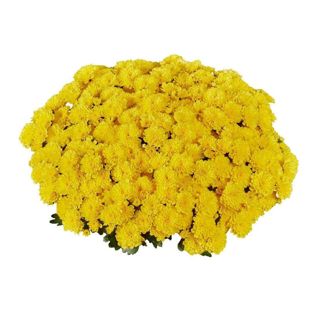 Chrysanthemum x morifolium 'Ditto Yellow' ~ Ditto® Yellow Mum-ServeScape