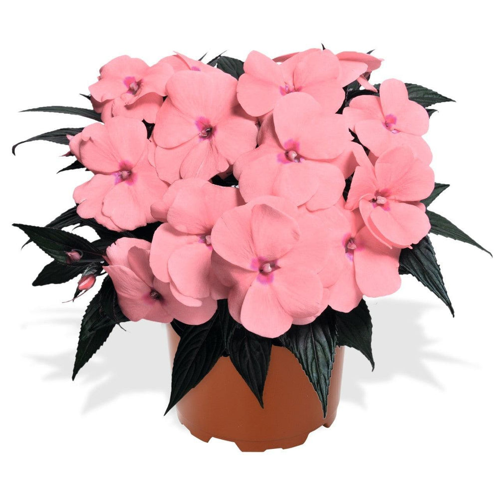 Impatiens hawkeri 'Magnum Pink' ~ Magnum Pink New Guinea Impatiens-ServeScape
