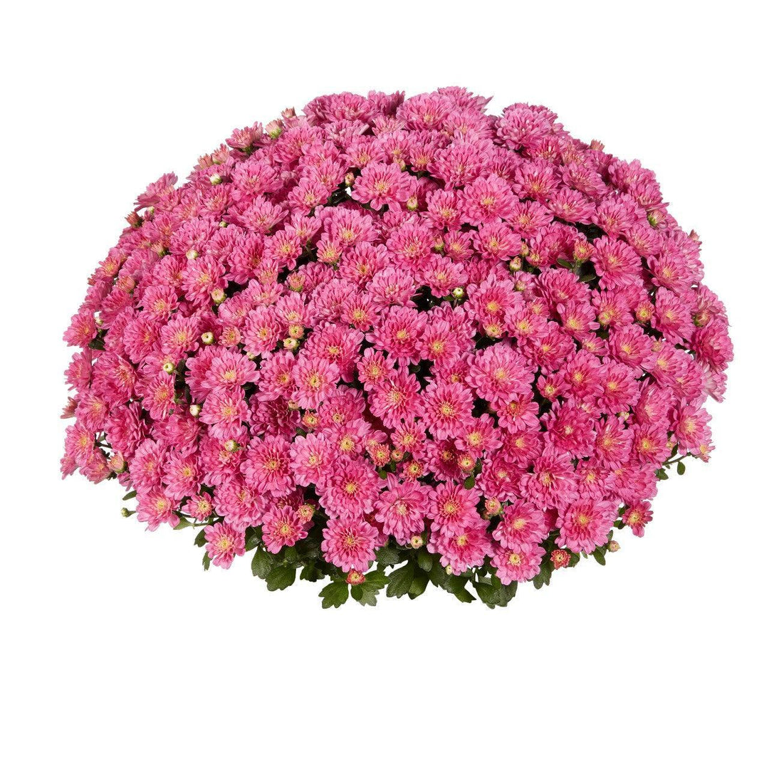 Chrysanthemum x morifolium 'Ditto Dark Pink' ~ Ditto® Dark Pink Mum-ServeScape