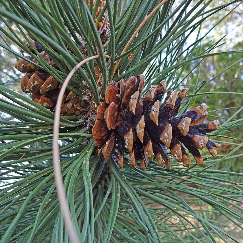 Pinus nigra ~ Black Pine-ServeScape