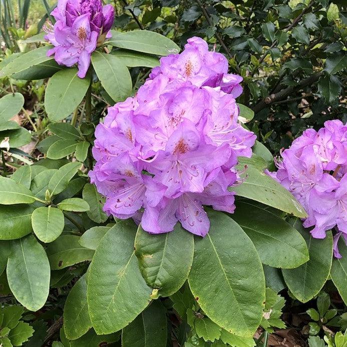 Rhododendron 'Minnetonka' ~ Minnetonka Rhododendron-ServeScape