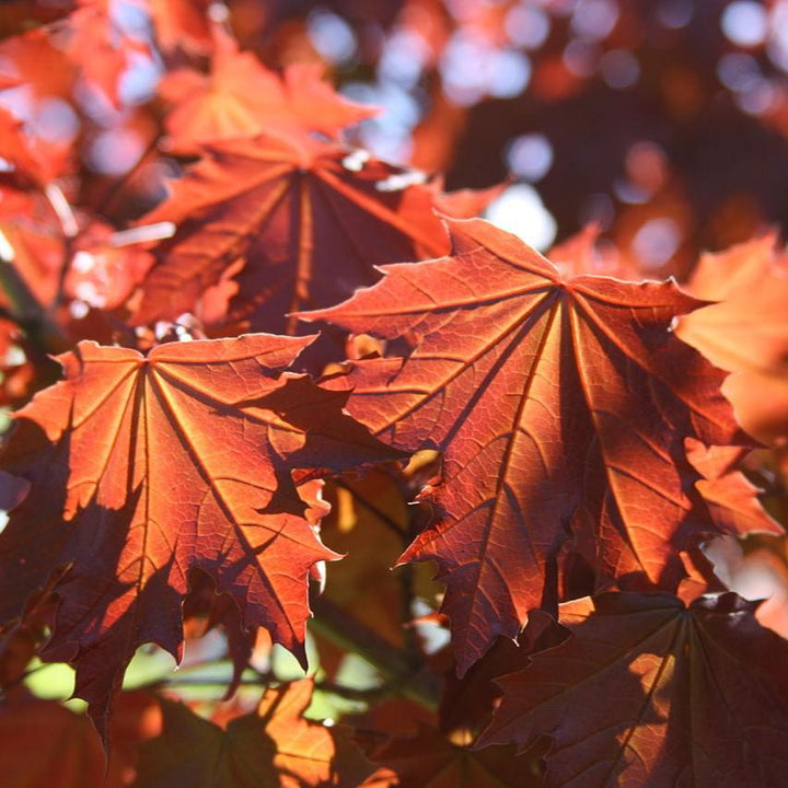 Acer platanoides 'Crimson Sentry' ~ Crimson Sentry Norway Maple-ServeScape