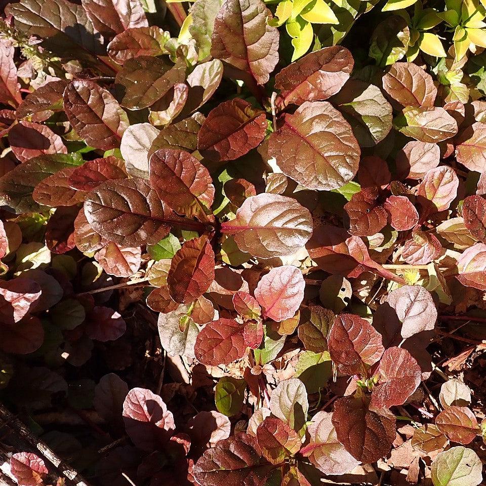 Ajuga reptans 'Mahogany' ~ Mahogany Ajuga-ServeScape