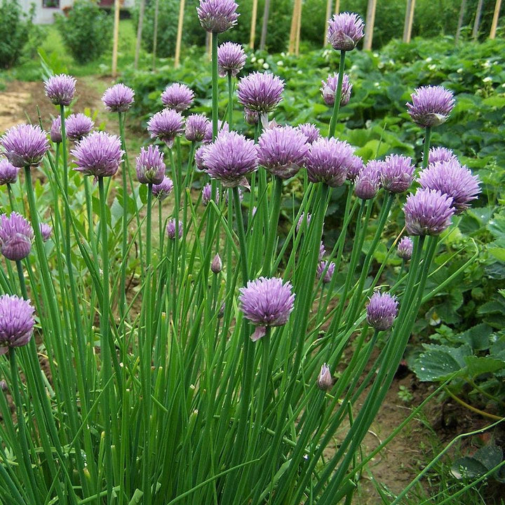 Allium schoenoprasum ~ Chives-ServeScape