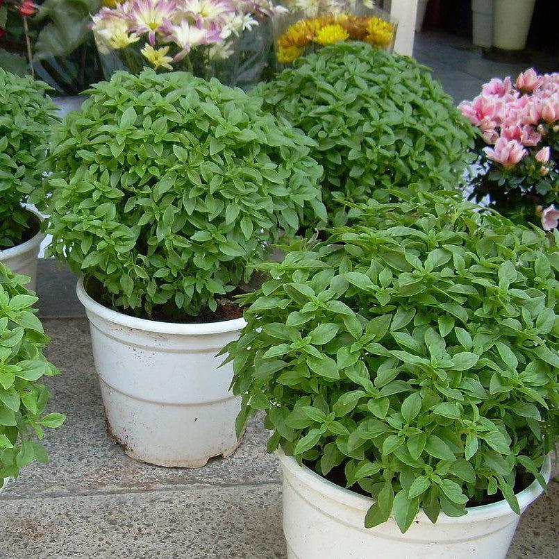 Ocimum basilicum ~ Sweet Basil-ServeScape