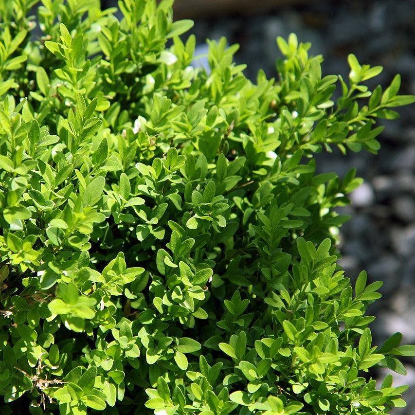 Buxus sinica var. insularis 'Justin Brouwers' ~ Justin Brouwers Boxwood-ServeScape