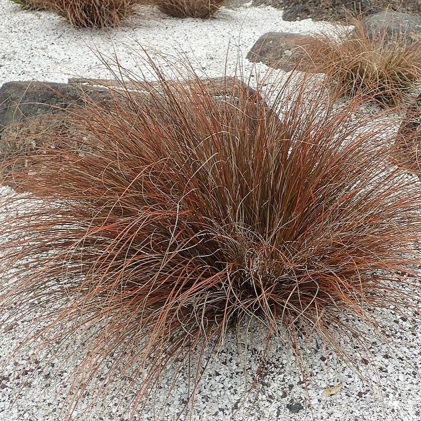 Carex testacea ~ Orange Hair Sedge-ServeScape