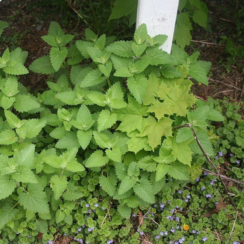 Nepeta cataria ~ Catnip-ServeScape