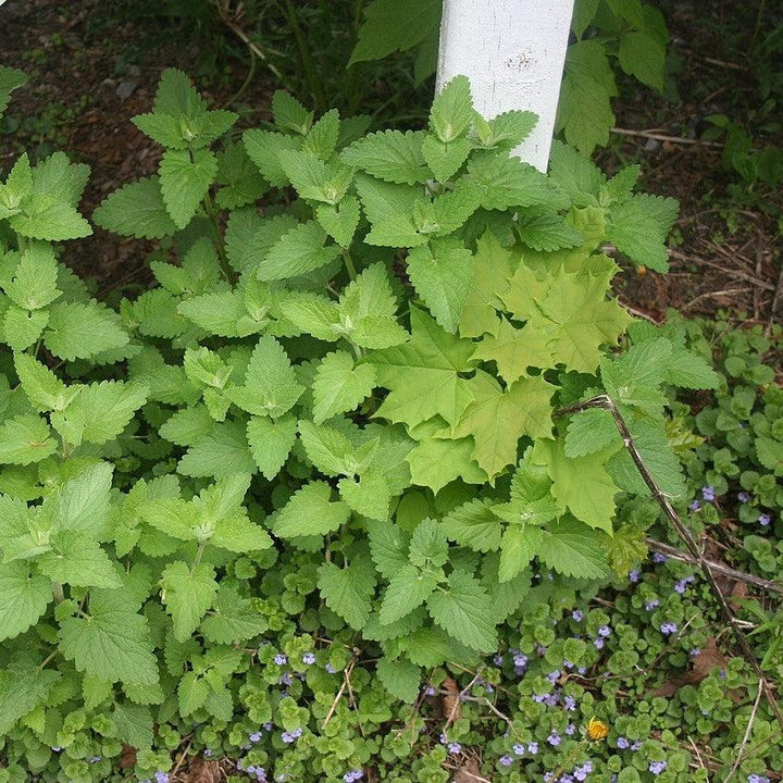 Nepeta cataria ~ Catnip-ServeScape