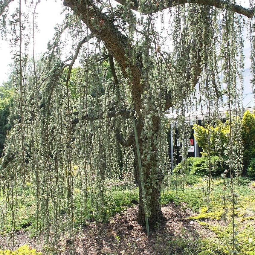 Cedrus atlantica 'Glauca Pendula' ~ Weeping Blue Atlas Cedar-ServeScape