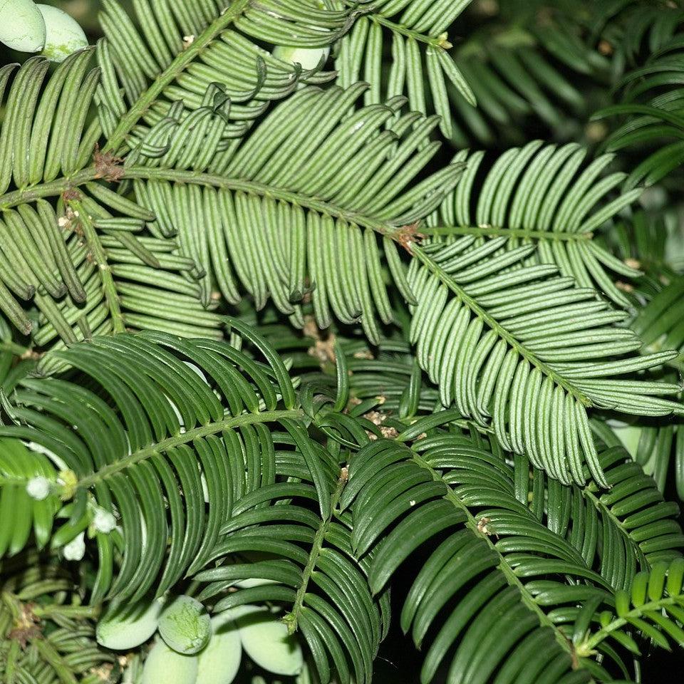 Cephalotaxus harringtonia var. drupacea ~ Drupacea Japanese Plum Yew-ServeScape