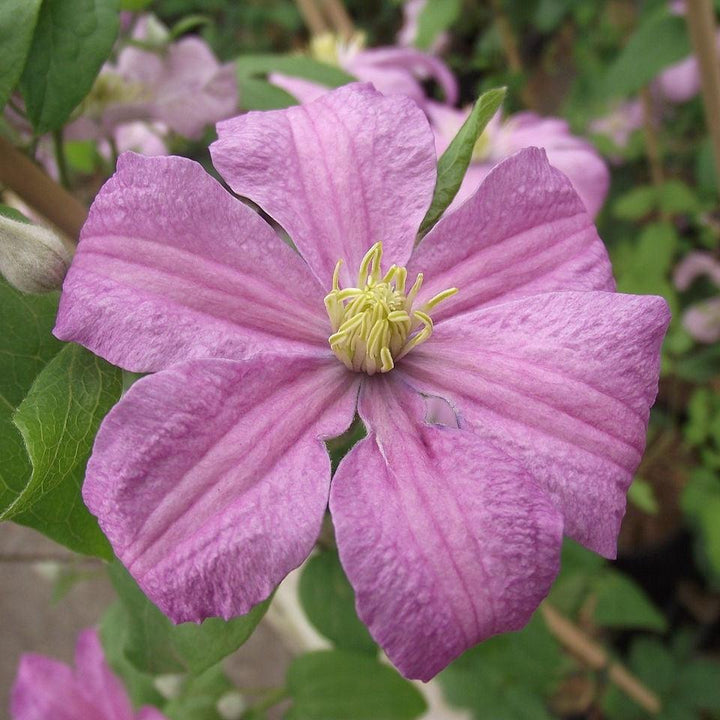 Clematis 'Comtesse de Bouchaud' ~ Comtesse de Bouchaud Clematis-ServeScape