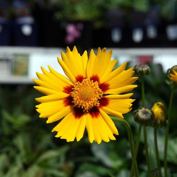 Coreopsis 'Baby Sun' ~ Baby Sun Tickseed-ServeScape
