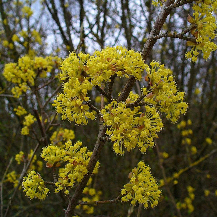 Cornus mas ~ Cornelian Cherry Dogwood-ServeScape
