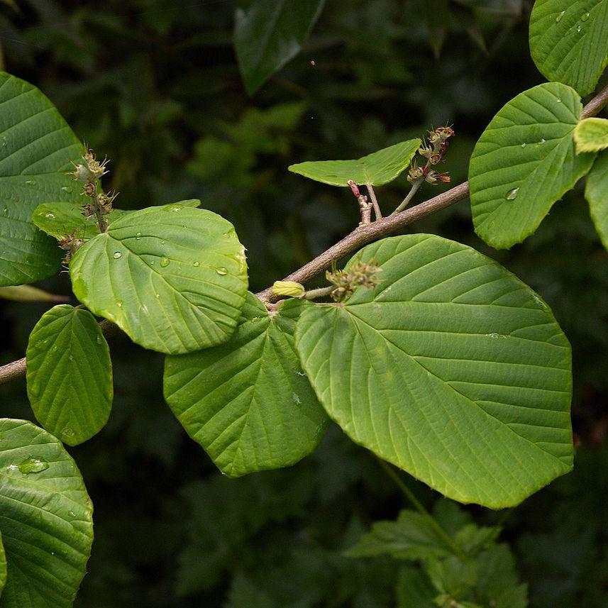 Corylopsis pauciflora ~ Winter Hazel-ServeScape