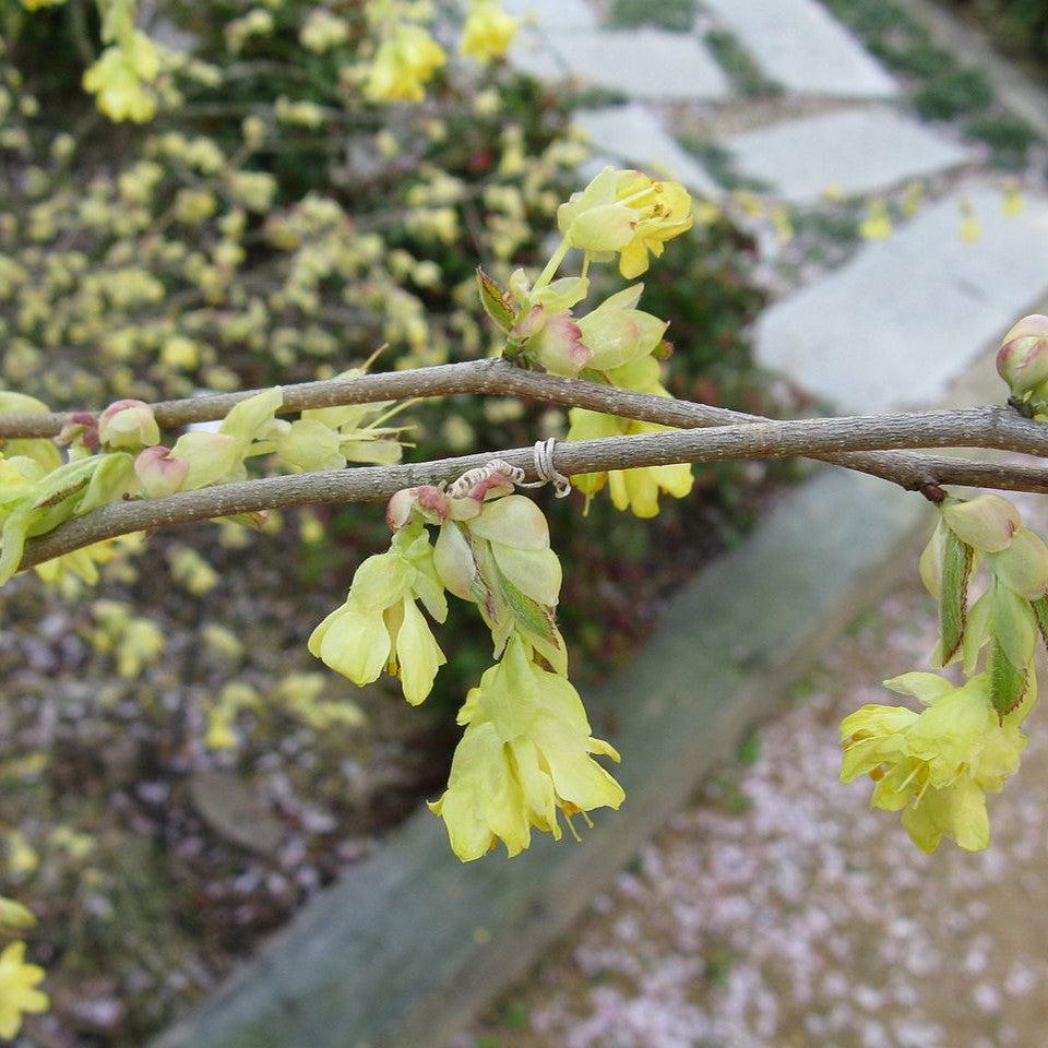 Corylopsis pauciflora ~ Winter Hazel-ServeScape