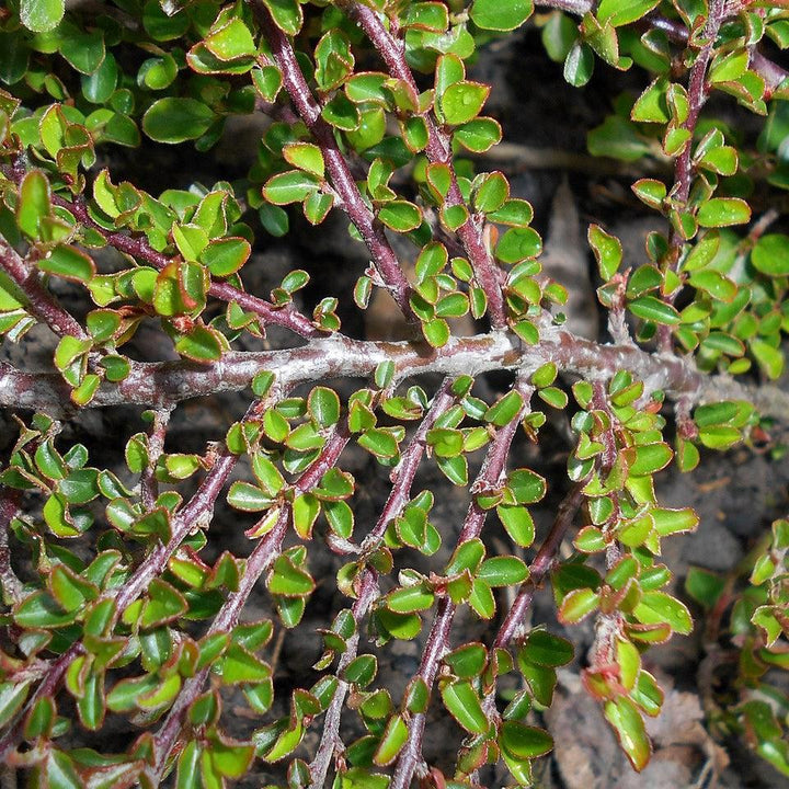 Cotoneaster adpressus 'Little Gem' ~ Tom Thumb Cottoneaster-ServeScape