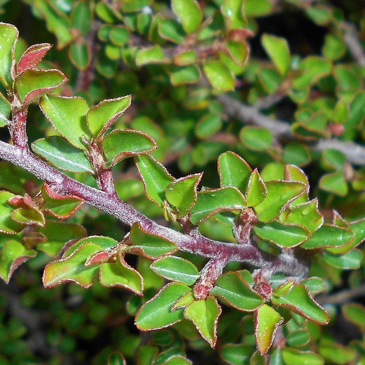 Cotoneaster adpressus 'Little Gem' ~ Tom Thumb Cottoneaster-ServeScape
