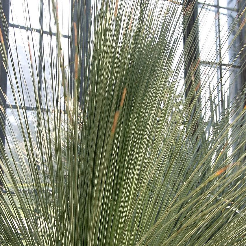 Dasylirion longissimum ~ Mexican Grass Tree-ServeScape