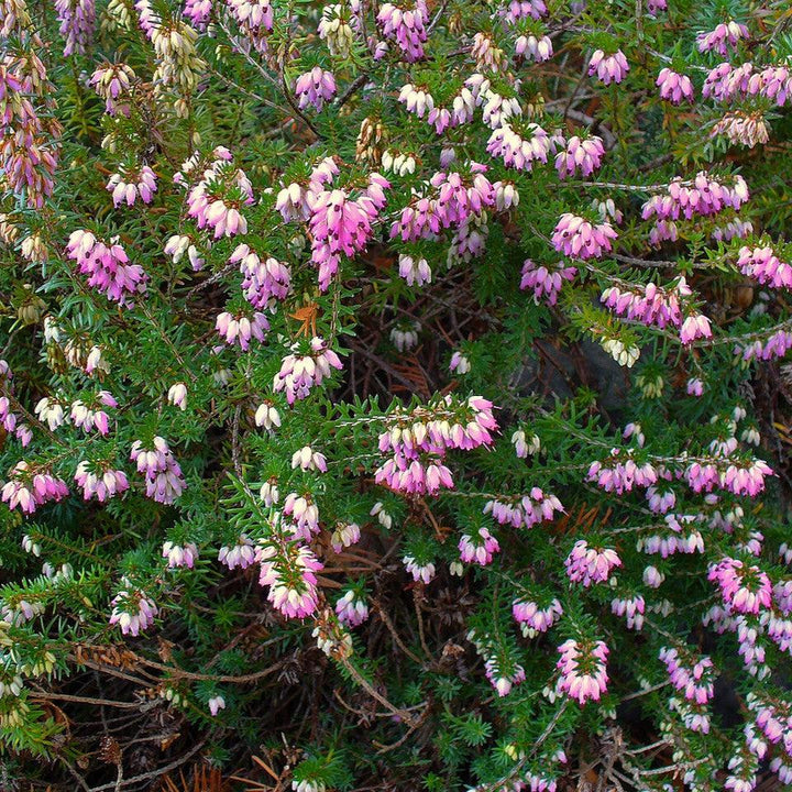 Erica carnea ~ Heather, Pink-ServeScape