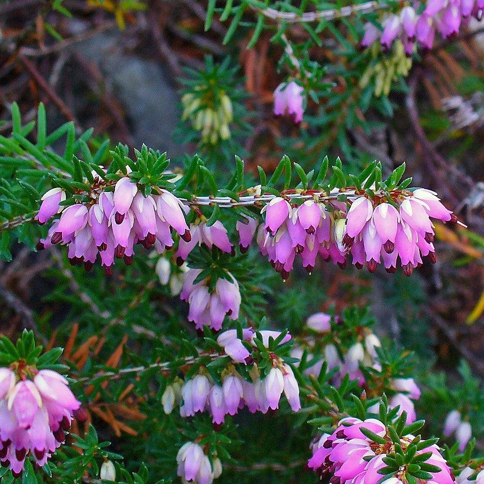 Erica carnea ~ Heather, Pink-ServeScape