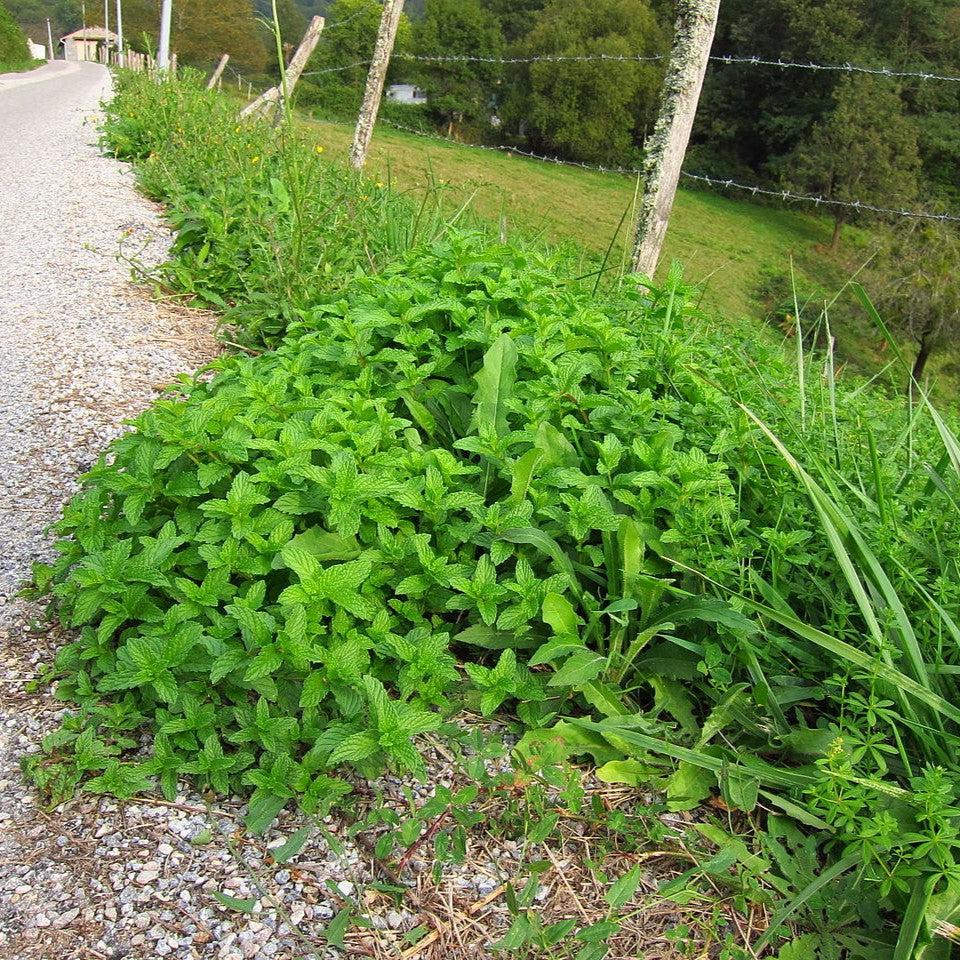 Mentha spicata ~ Spearmint-ServeScape