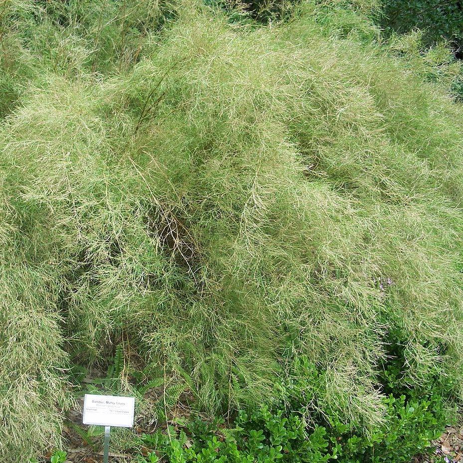 Muhlenbergia dumosa ~ Bamboo Muhly-ServeScape