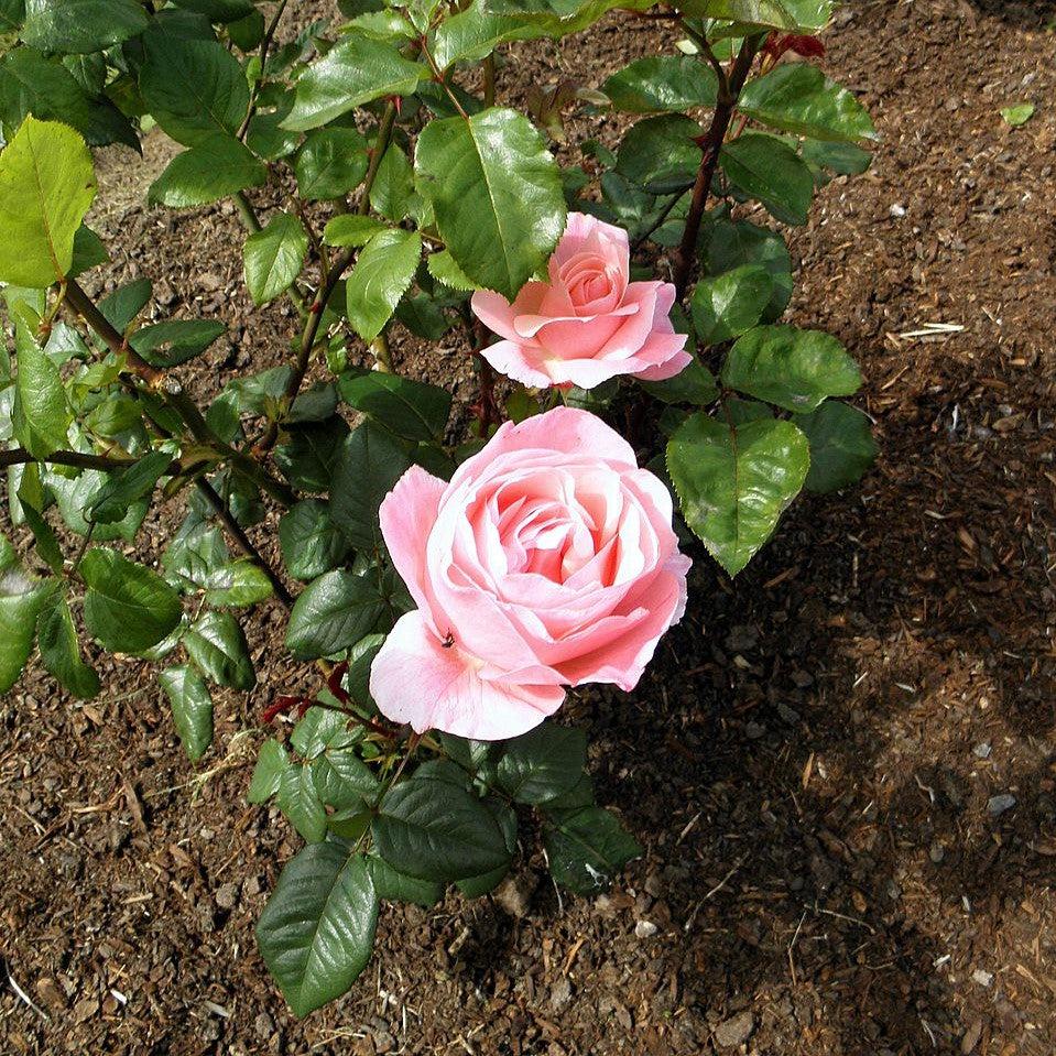 Rosa 'Queen Elizabeth' ~ Queen Elizabeth™ Grandiflora Rose-ServeScape