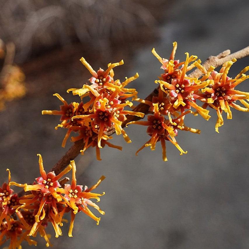 Hamamelis vernalis ~ Ozark Witch Hazel-ServeScape