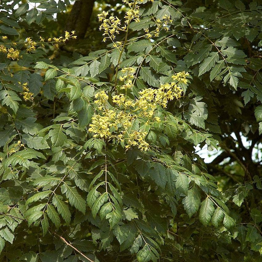 Koelreuteria paniculata ~ Golden Rain Tree-ServeScape