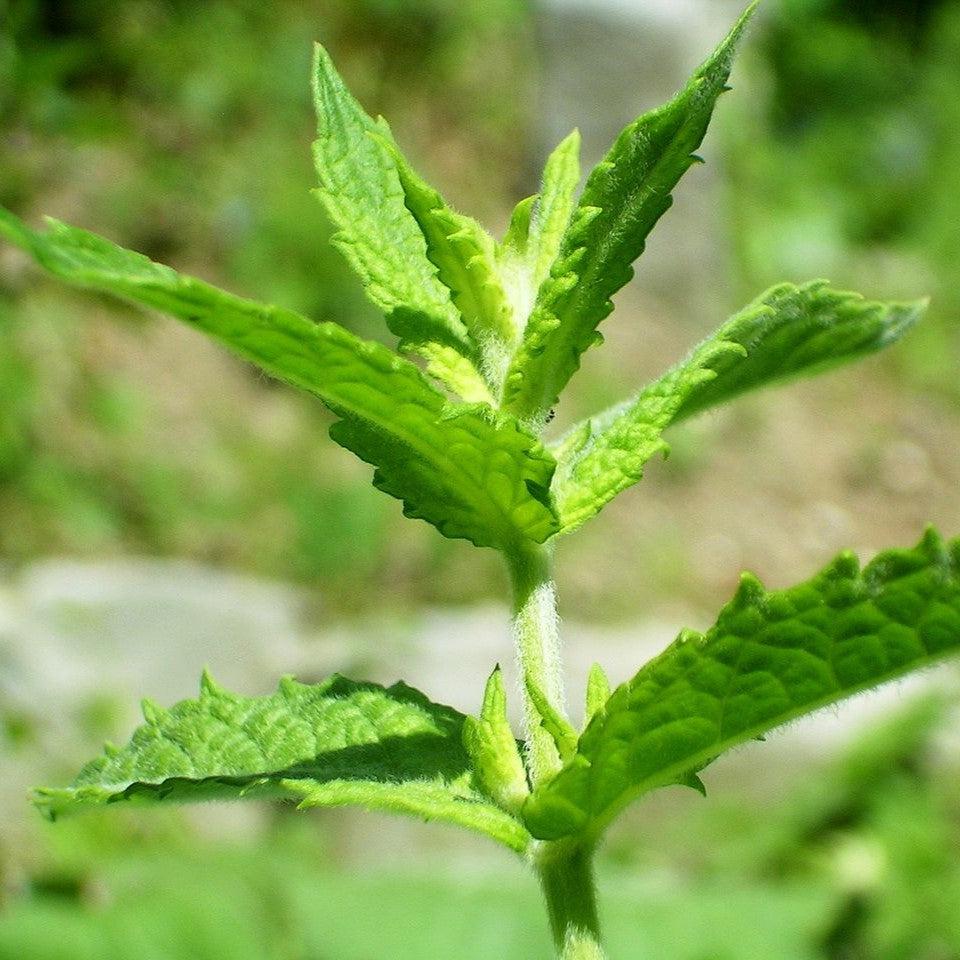 Mentha spicata ~ Spearmint-ServeScape